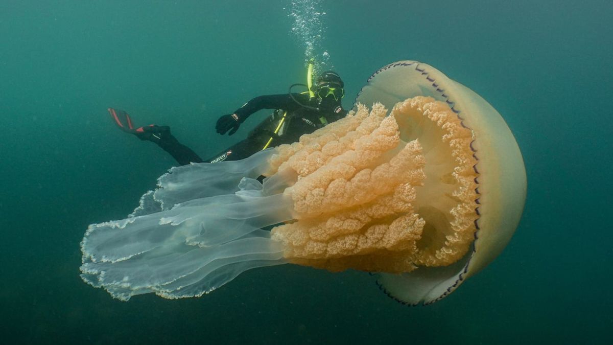 Giant jellyfish spotted by divers off English coast | CNN