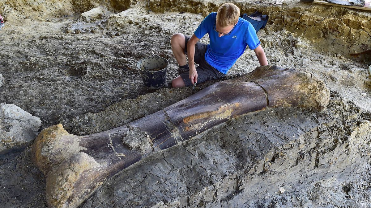 Paleontologists say this femur bone belongs to one of the biggest dinosaurs of all time | CNN