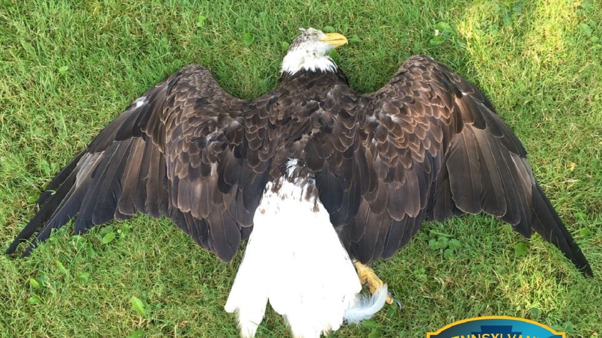 Officials want to know who killed this bald eagle | CNN