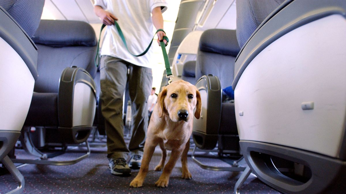 therapy dog flight