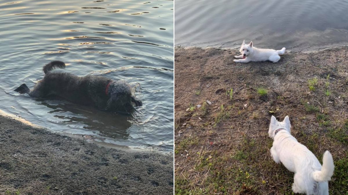 Three Dogs Died Within Hours Of Playing In A Pond Due To Toxic Algae Cnn