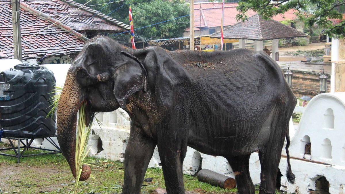 Emaciated elephant whose appearance at Sri Lanka parade sparked international outrage has died, charity says | CNN Emaciated elephant whose appearance at Sri Lanka parade sparked international outrage has died, charity says | CNN
