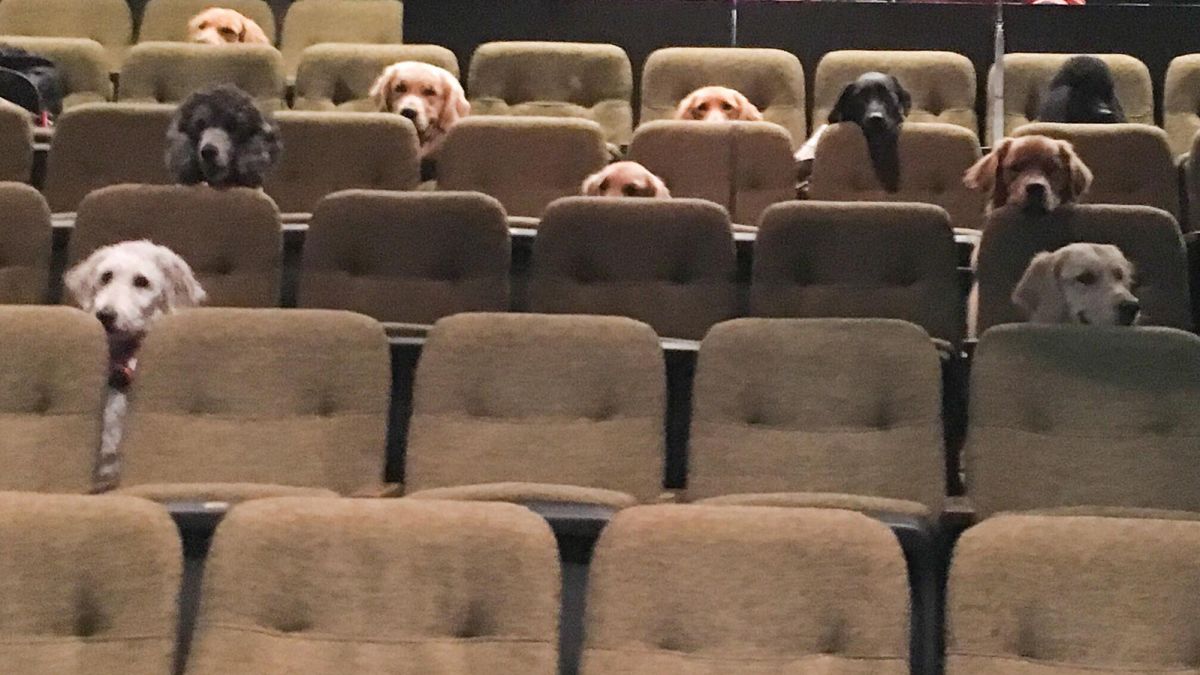 Service Dogs in Theaters