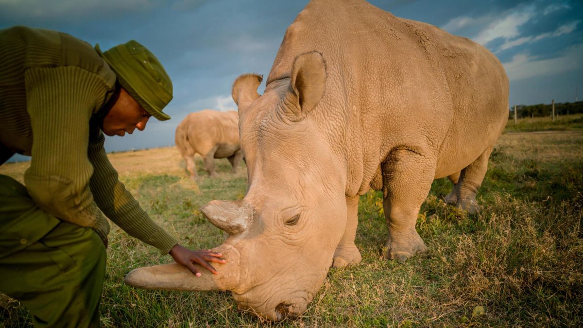 Northern white rhinos: Scientists create two embryos to help save the animal | CNN Northern white rhinos: Scientists create two embryos to help save the animal | CNN