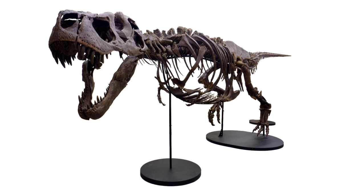 Meet Victoria, one the most complete T. rex fossils in the world | CNN