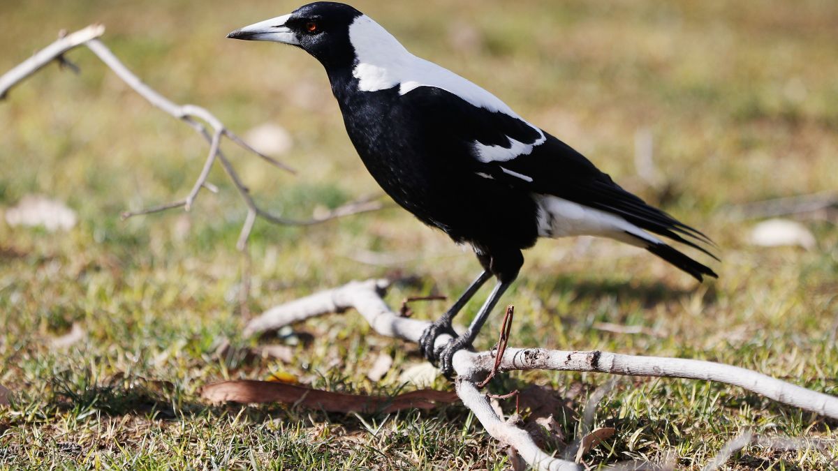 Magpie Australian cyclist dies after being startled by swooping | CNN