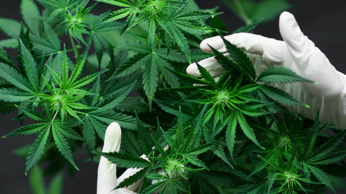 Senate Committee Approves Advancement of Minnesota's Marijuana Legalization Bill