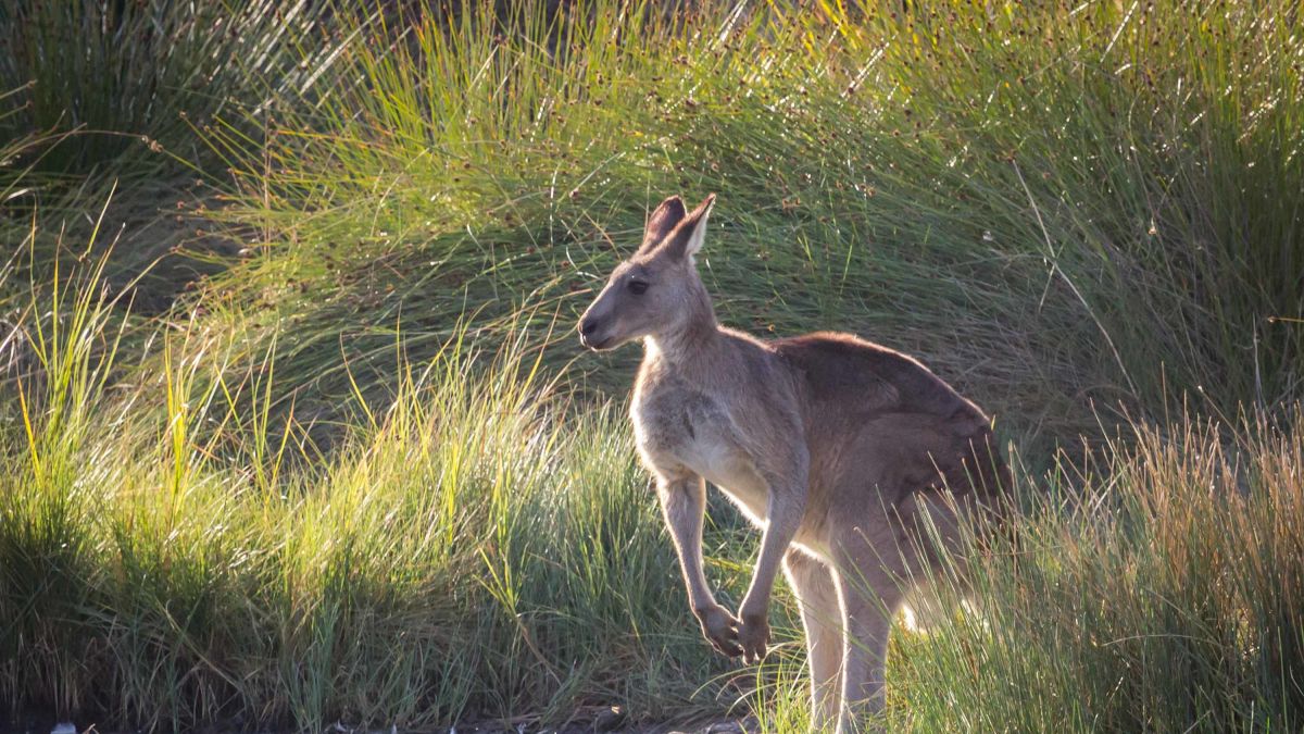 Kangaroos to be turned into pet food in Australian 'harvesting' program |  CNN