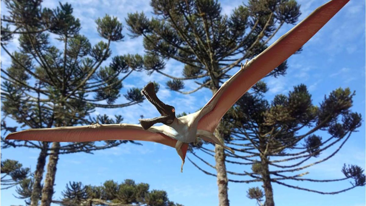 200-million year old Pterosaur 'built for flying