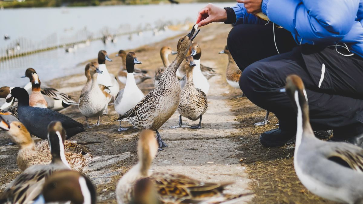 Feed The Ducks Sign Sparks Online Debate Cnn,What Is Chipotle Aioli