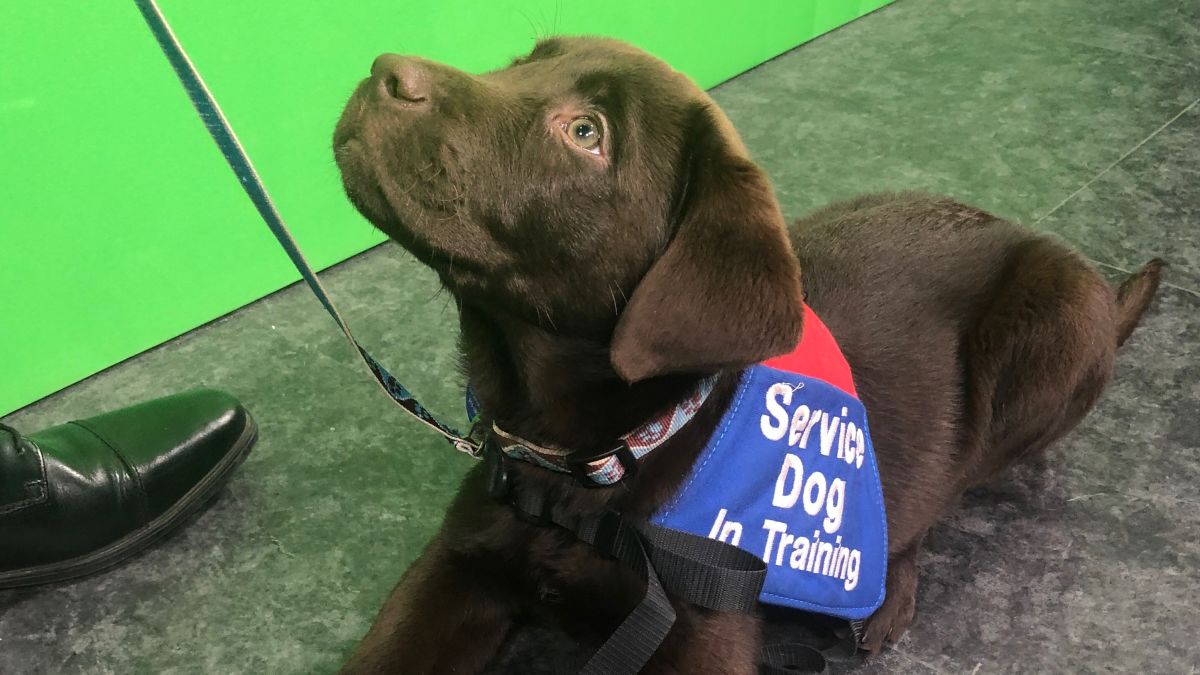 Puppy Bringing Smiles to New York Mets During Service Dog Training