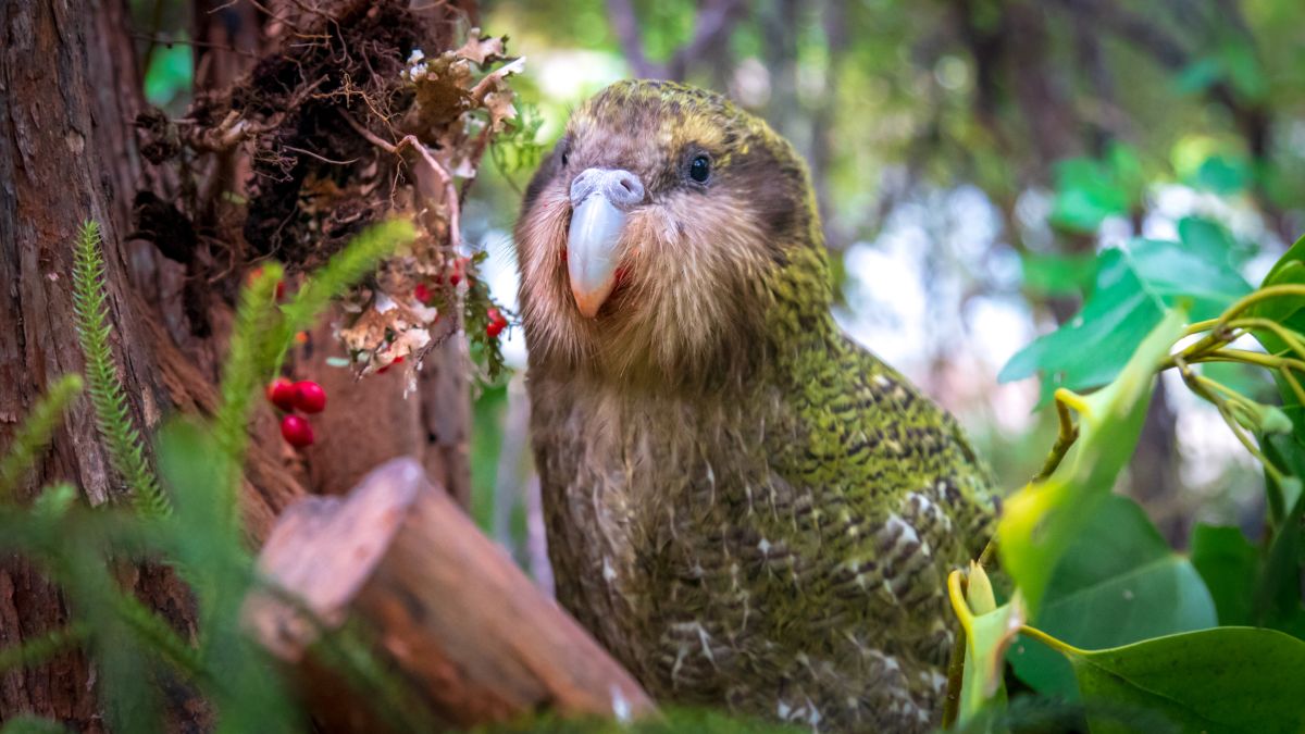Saving the kakapo, New Zealand's 'gorgeous, hilarious' parrot - CNN