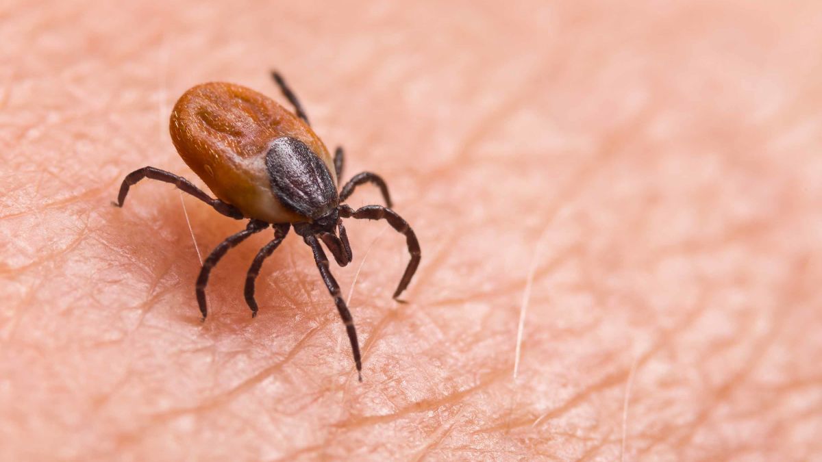 Potentially fatal tick-borne infection found for first time in UK | CNN