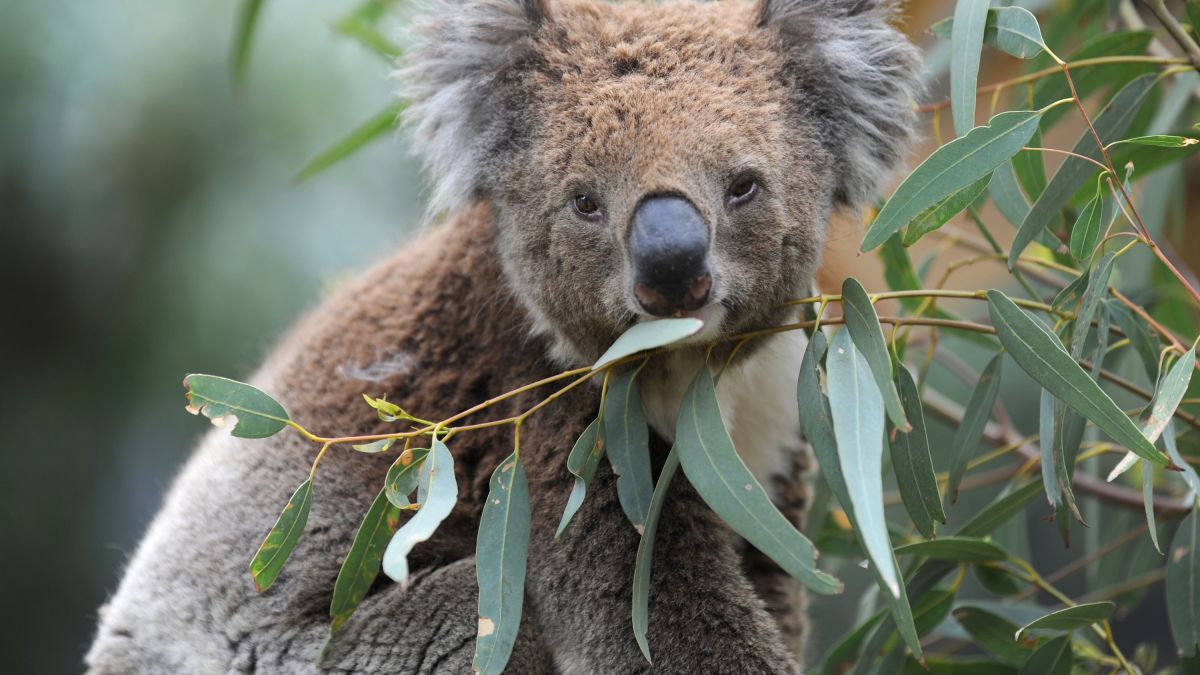 Koalas Are Likely Dying By The Hundreds As Australian Wildfires Tear Across Their Habitat Cnn