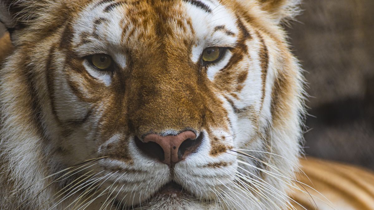 There are more tigers in captivity in the US than in the wild