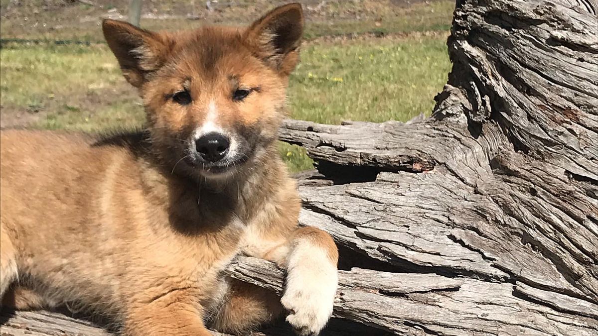 når som helst gips basen Stray puppy left in rural Australian yard found to be purebred dingo | CNN