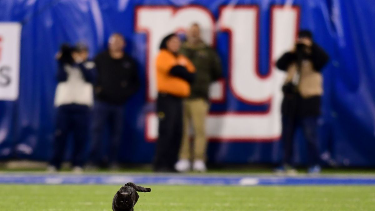 Black cat briefly halts New York Giants-Dallas Cowboys game