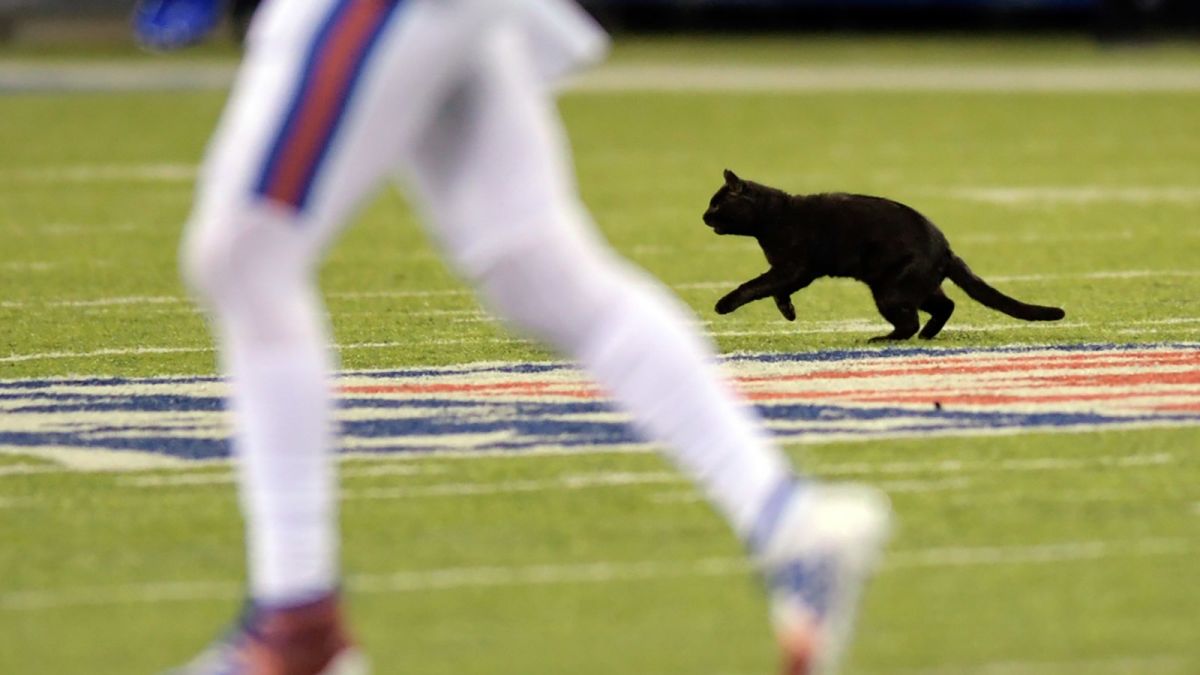 A black cat halted the Cowboys-Giants NFL game with a thrillingly furry  touchdown