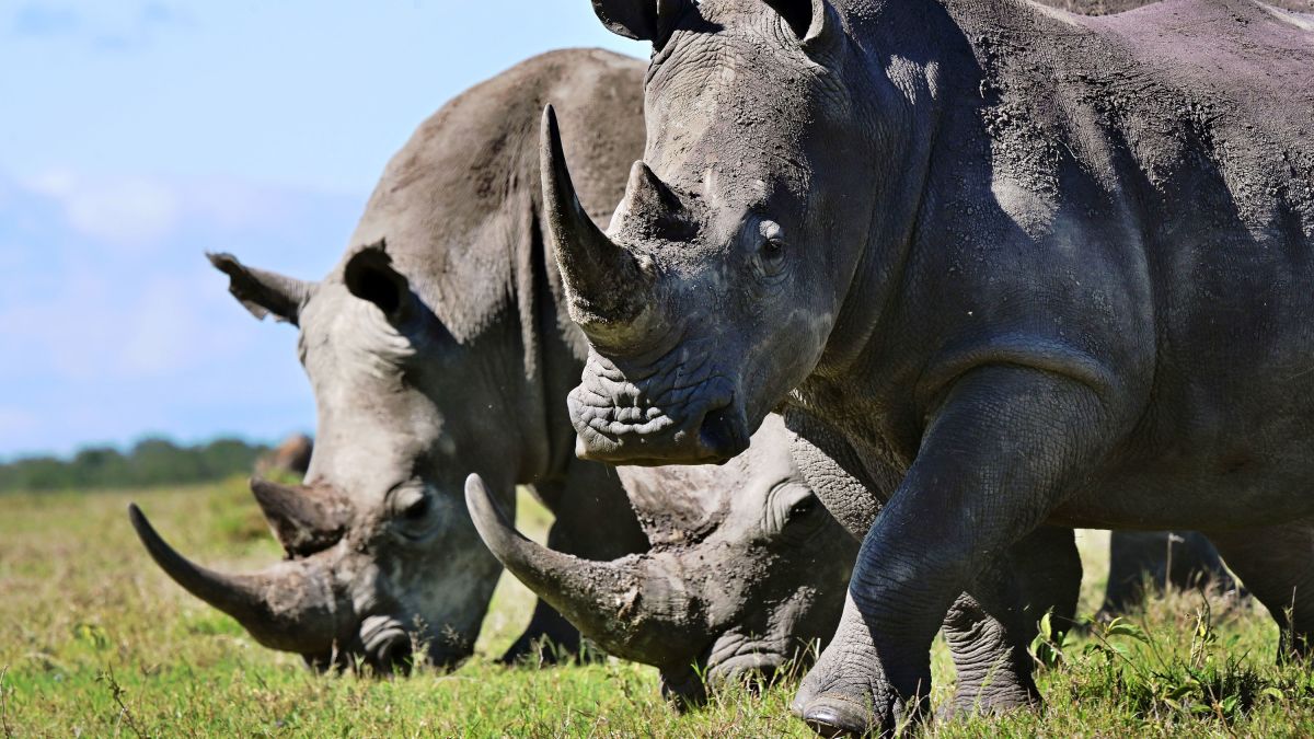 Scientists create horse hair horn in bid to save rhino
