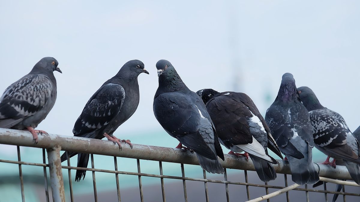 Pigeons Could Be Losing Their Toes Because Of Human Hair Cnn
