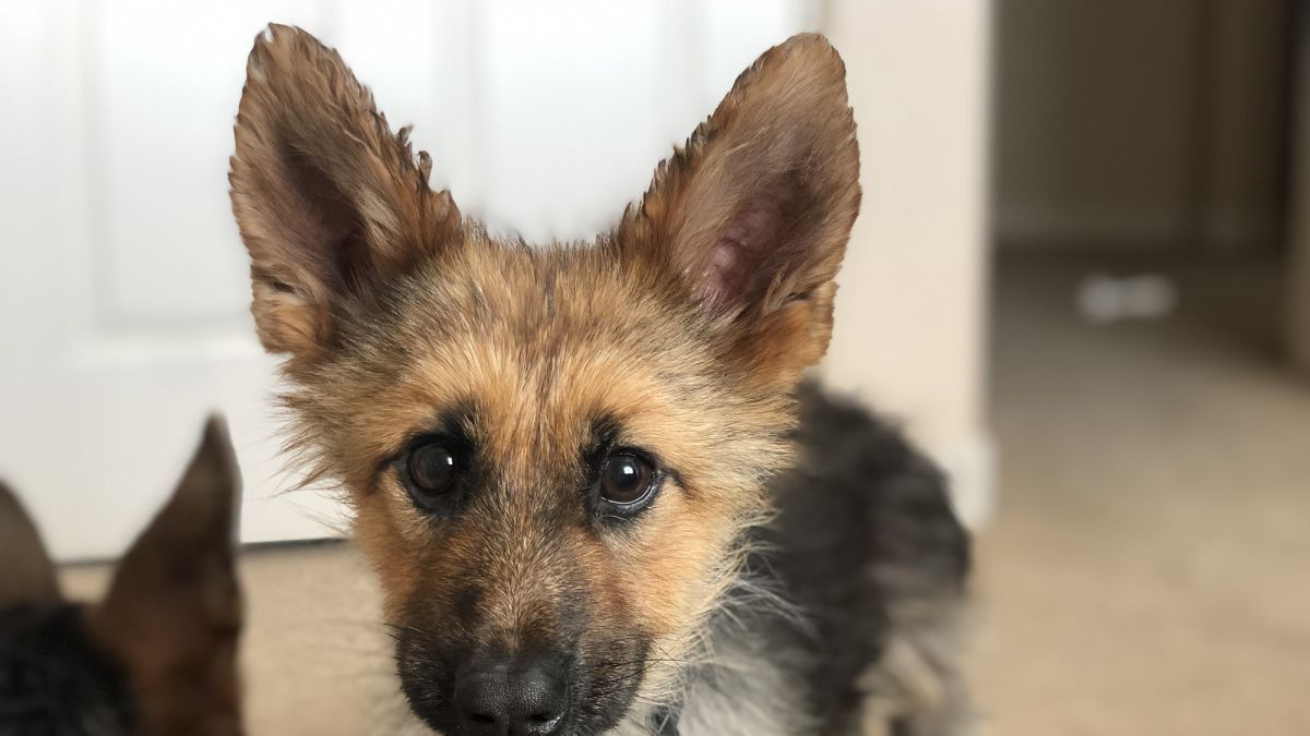 This German Shepherd Who Will Look Like A Puppy Forever Is The Best Thing On Instagram Cnn