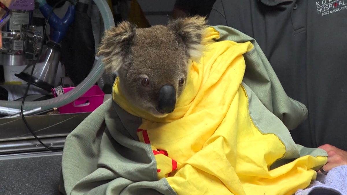 Koala Injured In Australia Brush Fire Put To Sleep Deseret News
