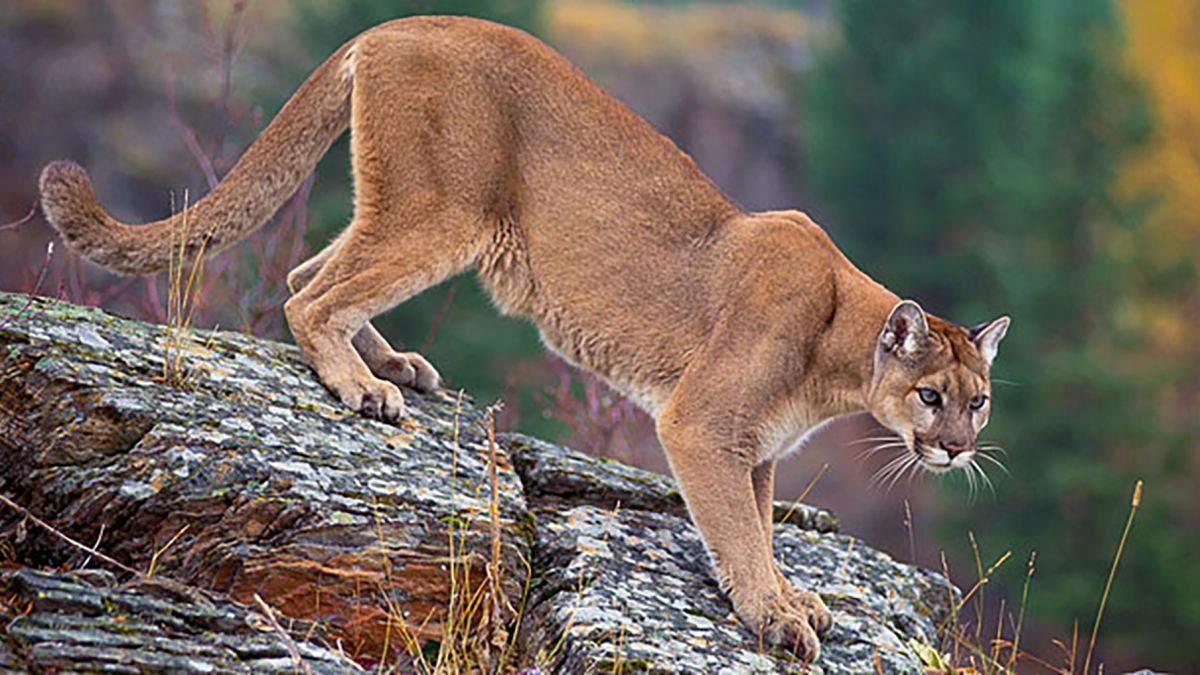 other names for mountain lion