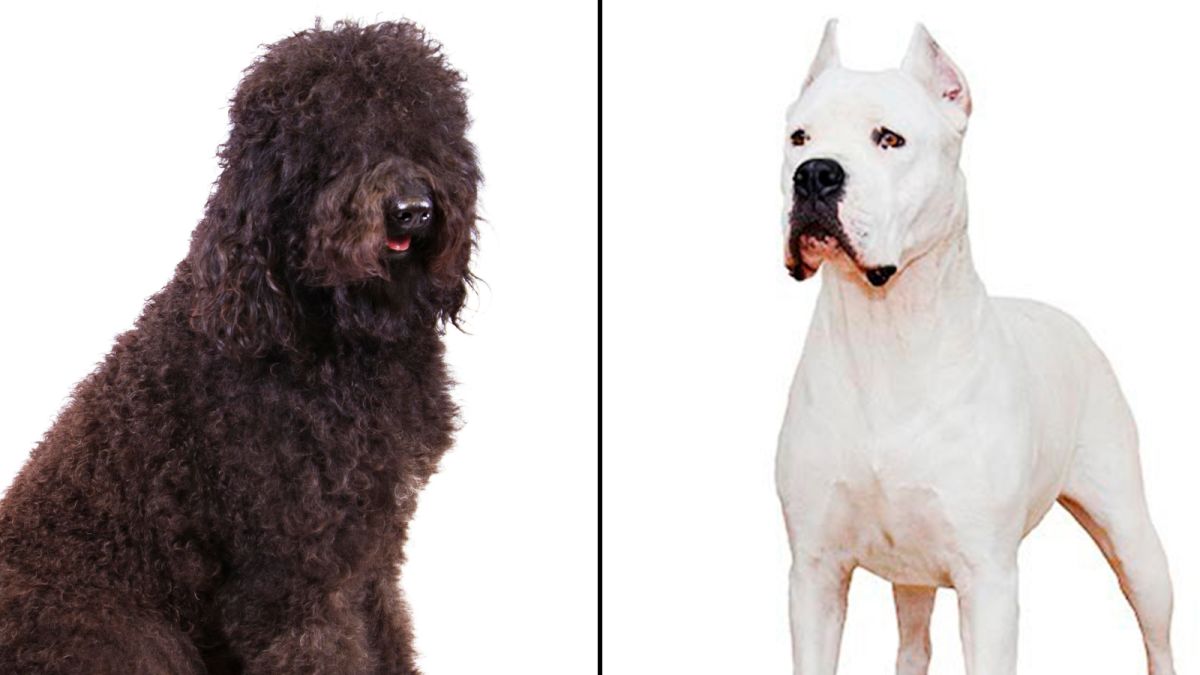 New dog breeds recognized by American 