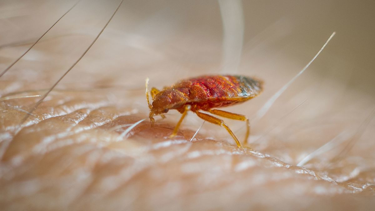 Bedbugs Were Released In A Pennsylvania Walmart And Now