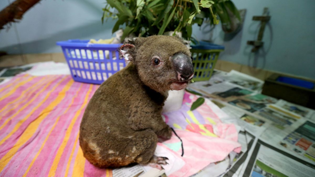 plush australian animals