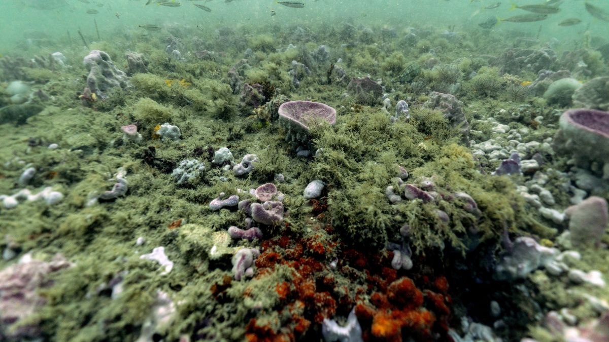 Oceans are warming at the same rate as if five Hiroshima bombs were dropped  in every second | CNN