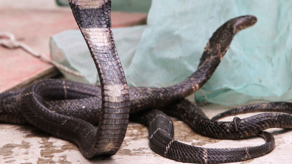 Snakes Could Be The Original Source Of The New Coronavirus Outbreak In China Cnn