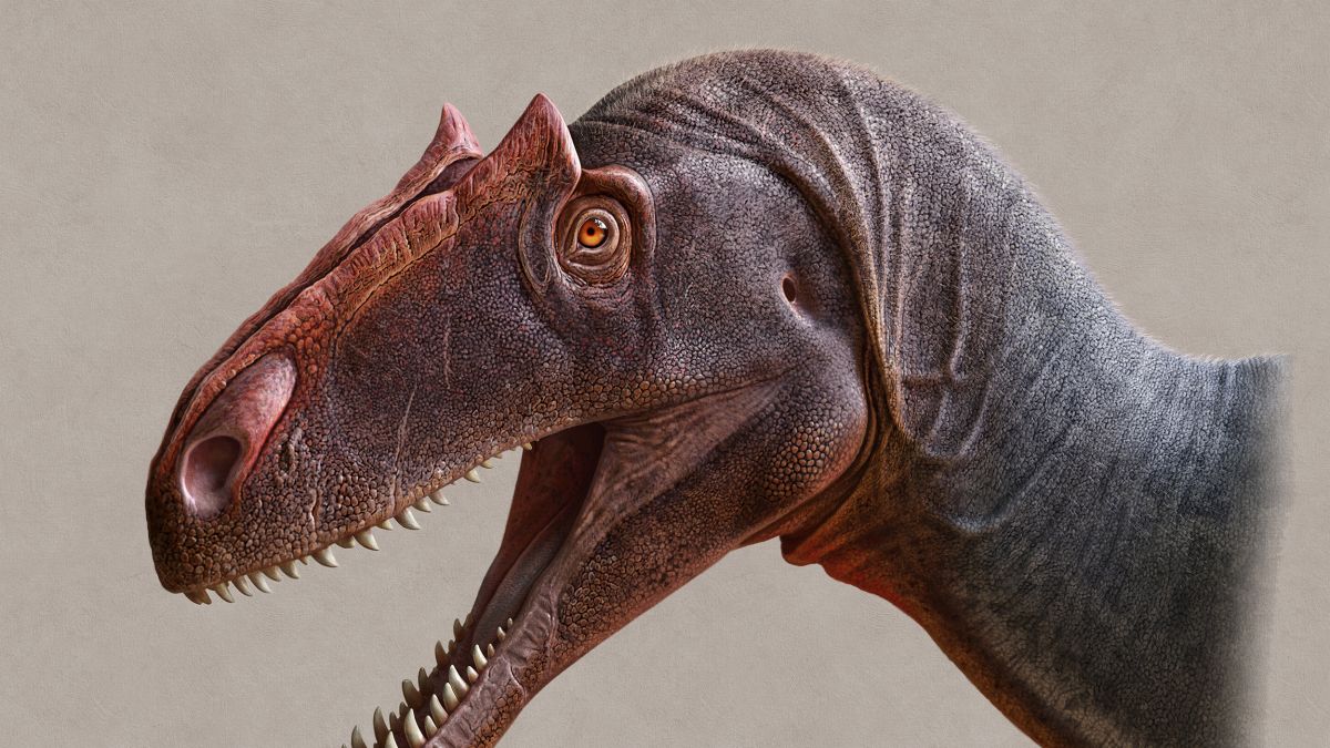 STAN Tyrannosaurus rex™ Skeleton – Display Replica – Black Hills