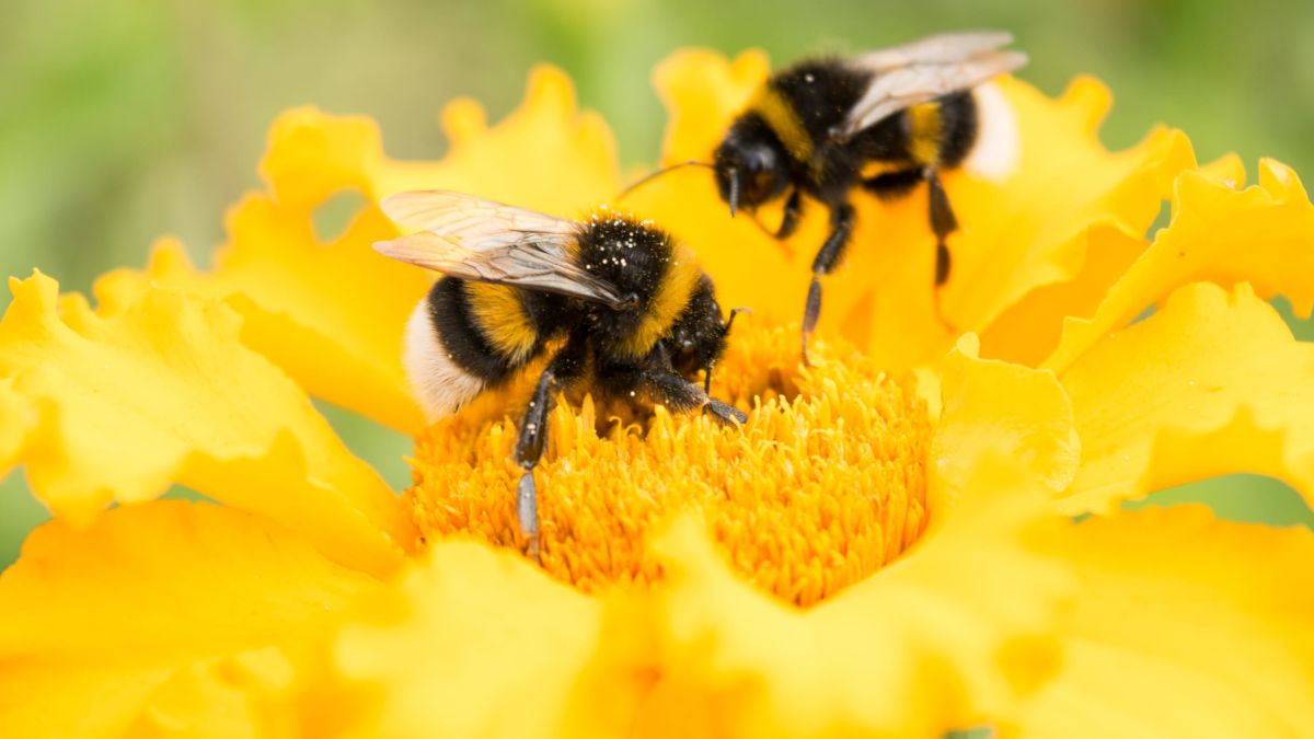 Bumblebees have an incredible sense of smell to find their way