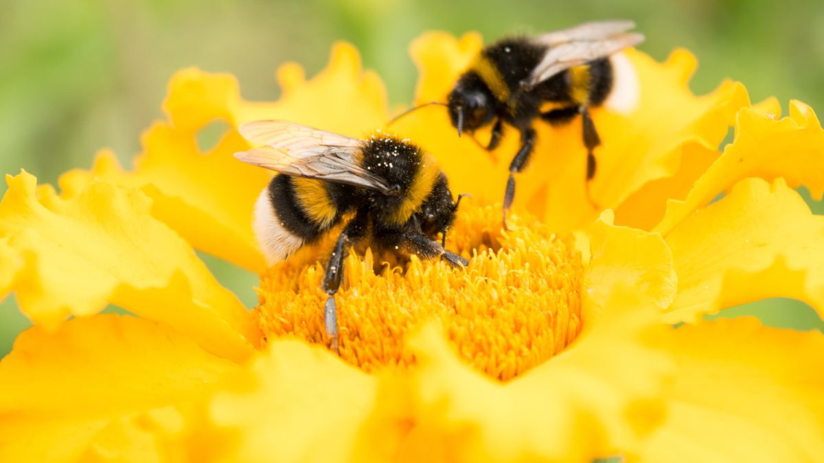 Bumble Bees as Pollinators  College of Agriculture, Forestry and