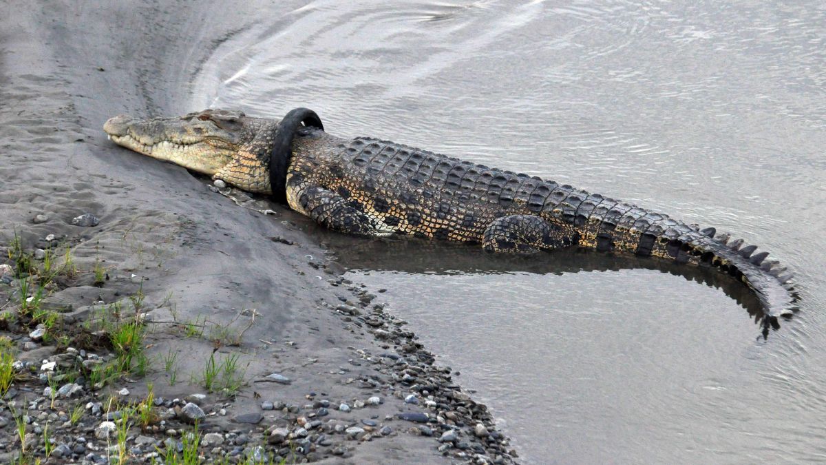 Reward for removing tire from crocodile's neck (2020) | CNN