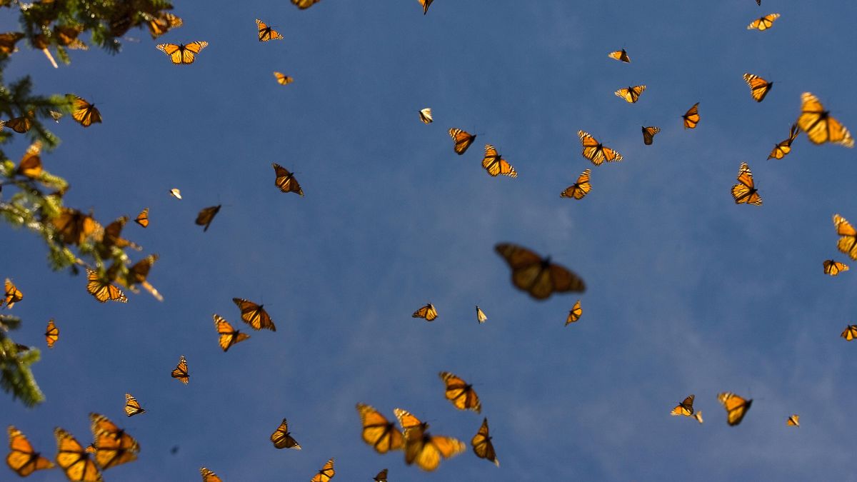 Mexico's monarch butterflies are falling victim to a real-life butterfly  effect - Vox