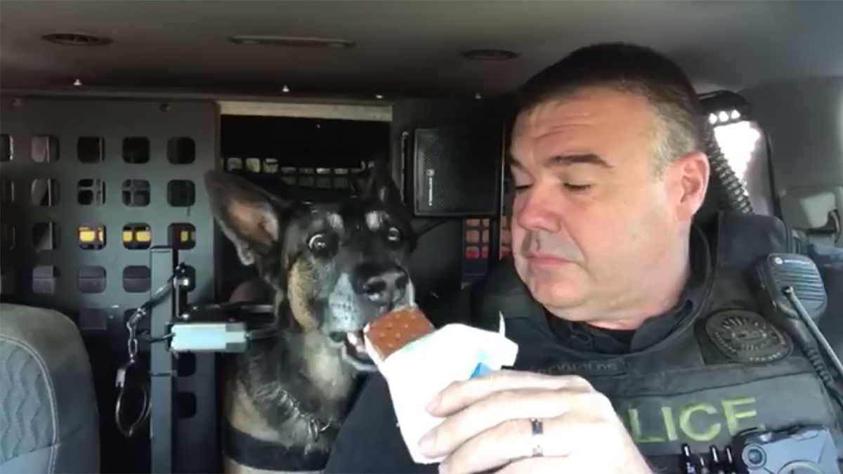 A police K-9 who helped seize nearly $1