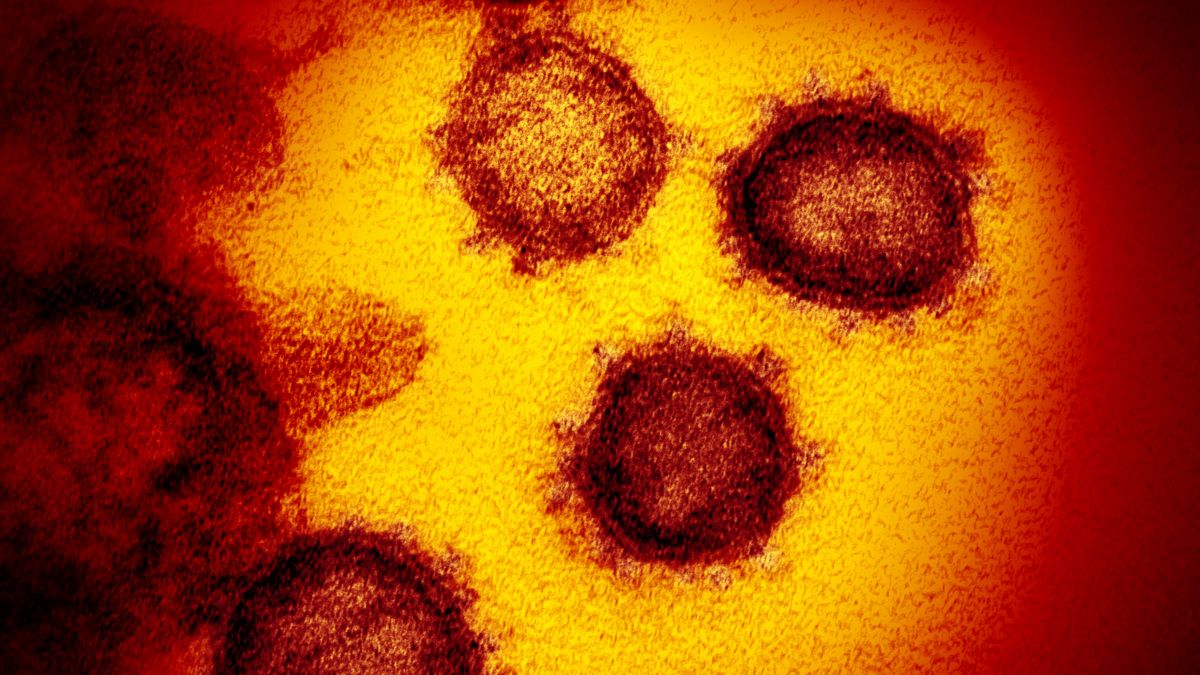 Image result for coronavirus