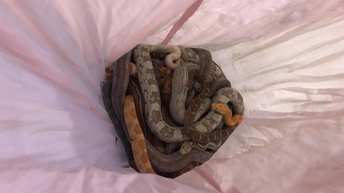 Pillowcases full of snakes keep getting dumped outside a UK fire station -  CNN