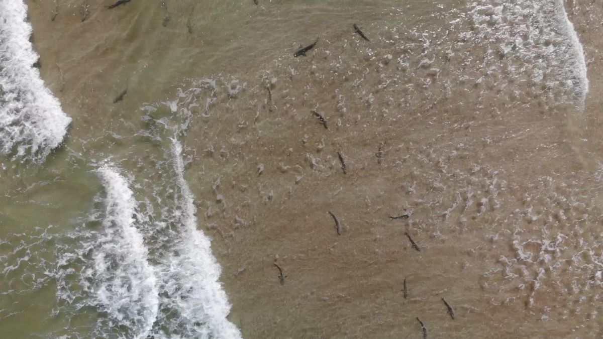 Florida Surfer Uses Drone To Capture Awe Inspiring Views Of Sharks Cnn