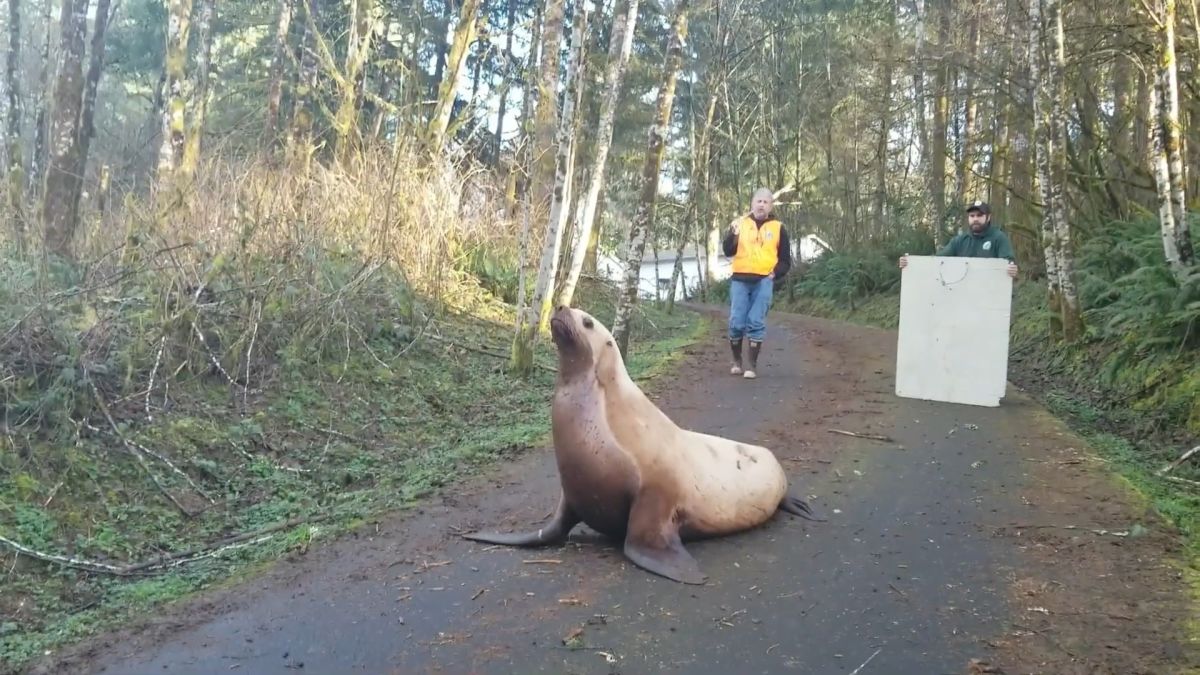 UPDATE: Sea lion roaming Sitka streets returns to water