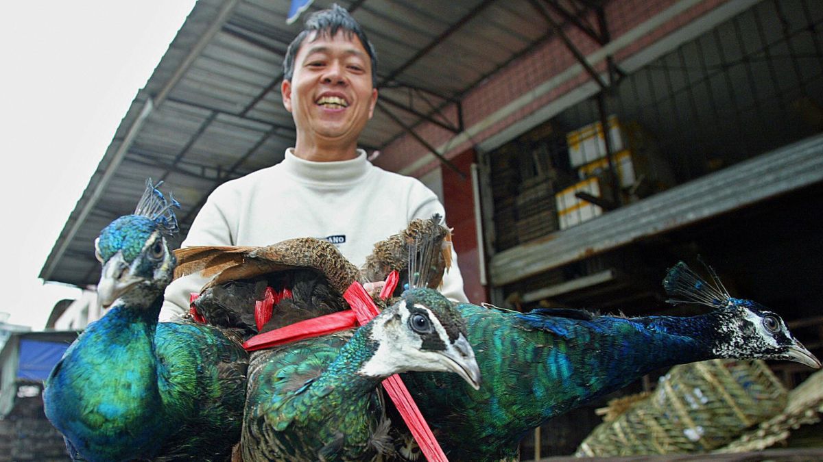 China coronavirus: Eating wild animals made illegal but ending the trade  won't be easy | CNN