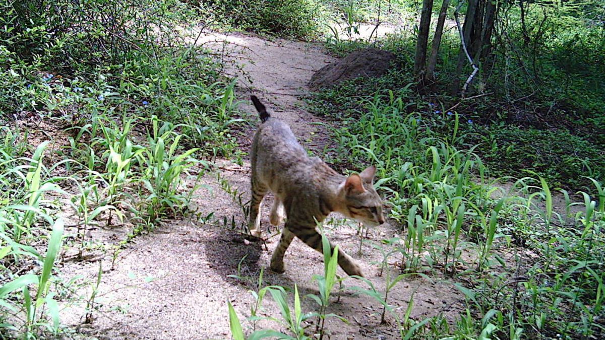 cat in the forest