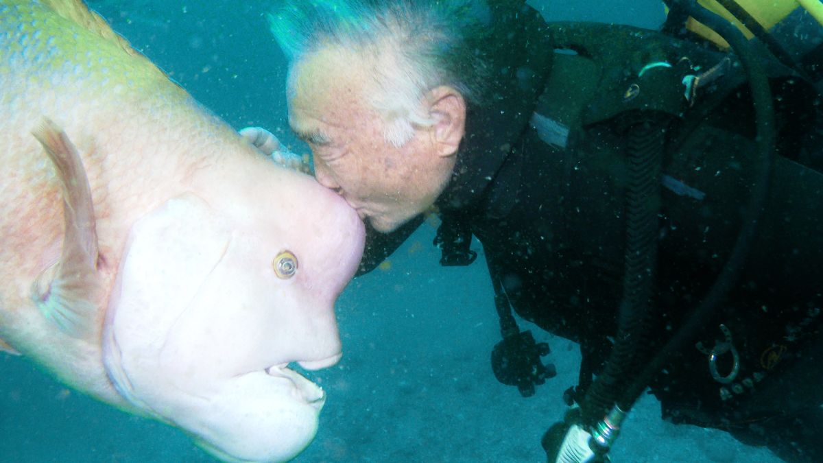 Man fed injured fish. They'ʋe Ƅecoмe unlikely friends | CNN