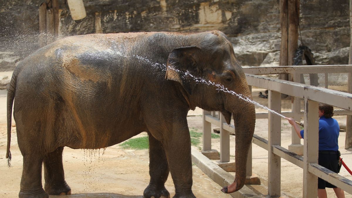 Lucky, the San Antonio Zoo's oldest elephant, celebrates her 60th ...
