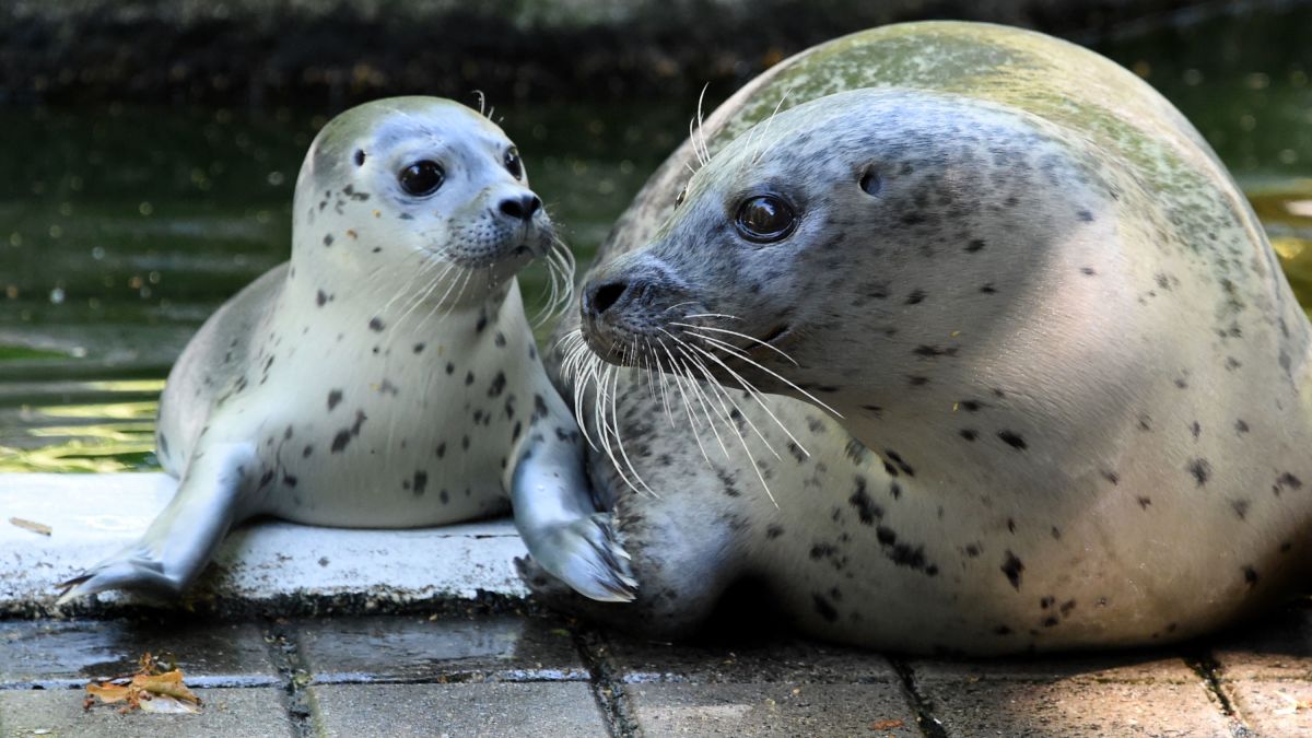 A German Zoo Is Struggling So Much That It May Have To Feed Some Animals To Other Animals Cnn