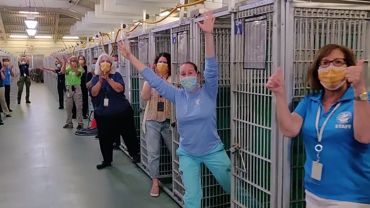 Florida animal shelter celebrates emptying a kennel for the first time ever  | CNN