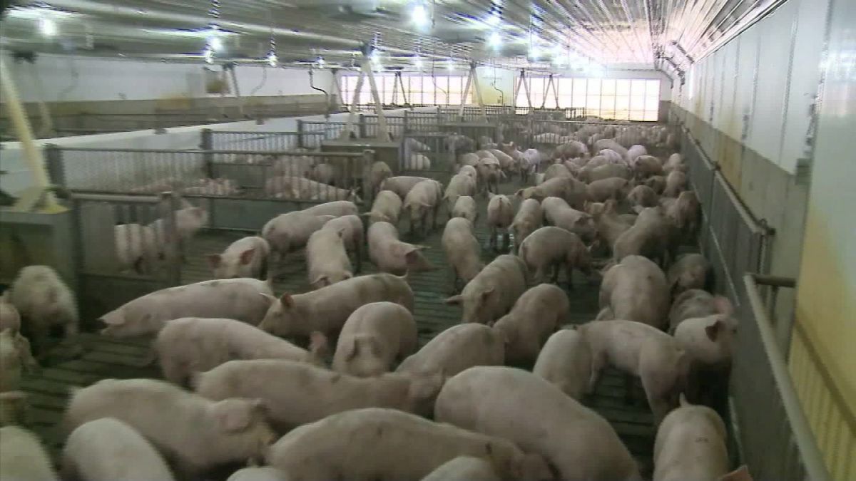 Plant closures prompt farmers to advertise hogs on Craigslist | CNN Politics