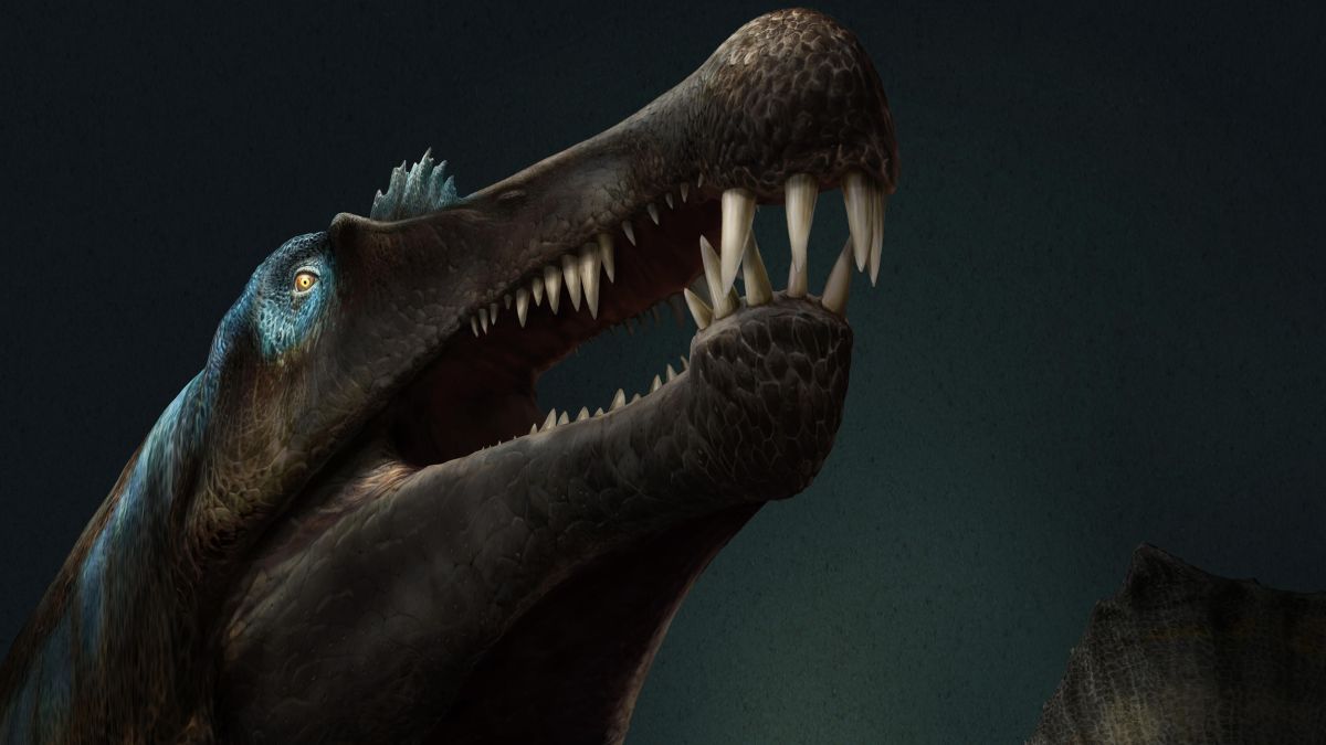 How A Spinosaur Larger Than A T Rex Was Also A Swimmer Cnn